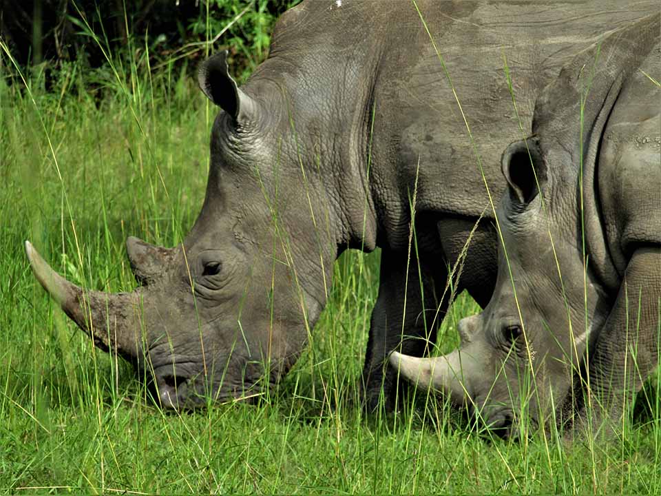 rhinos in Uganda