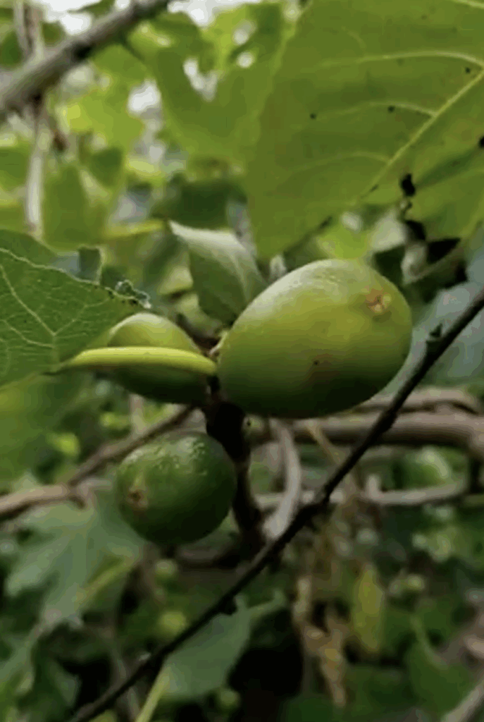 Day 3 – School Visit & Kichwa Language