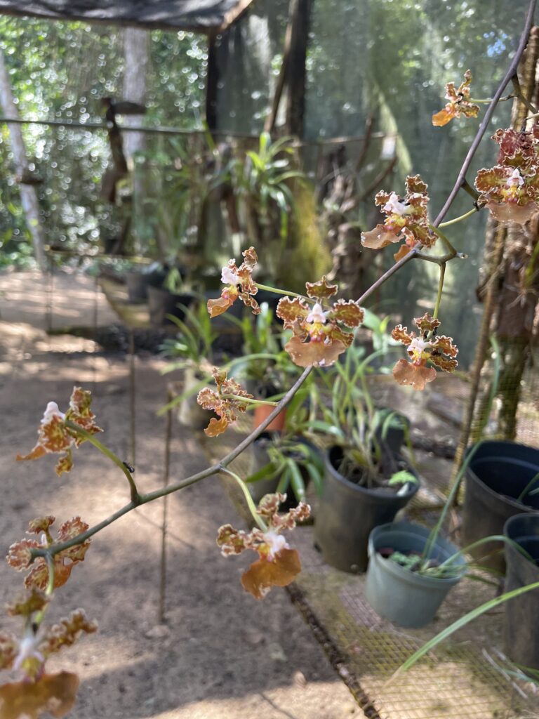 Donkey ear orchid at the Botanical Garden