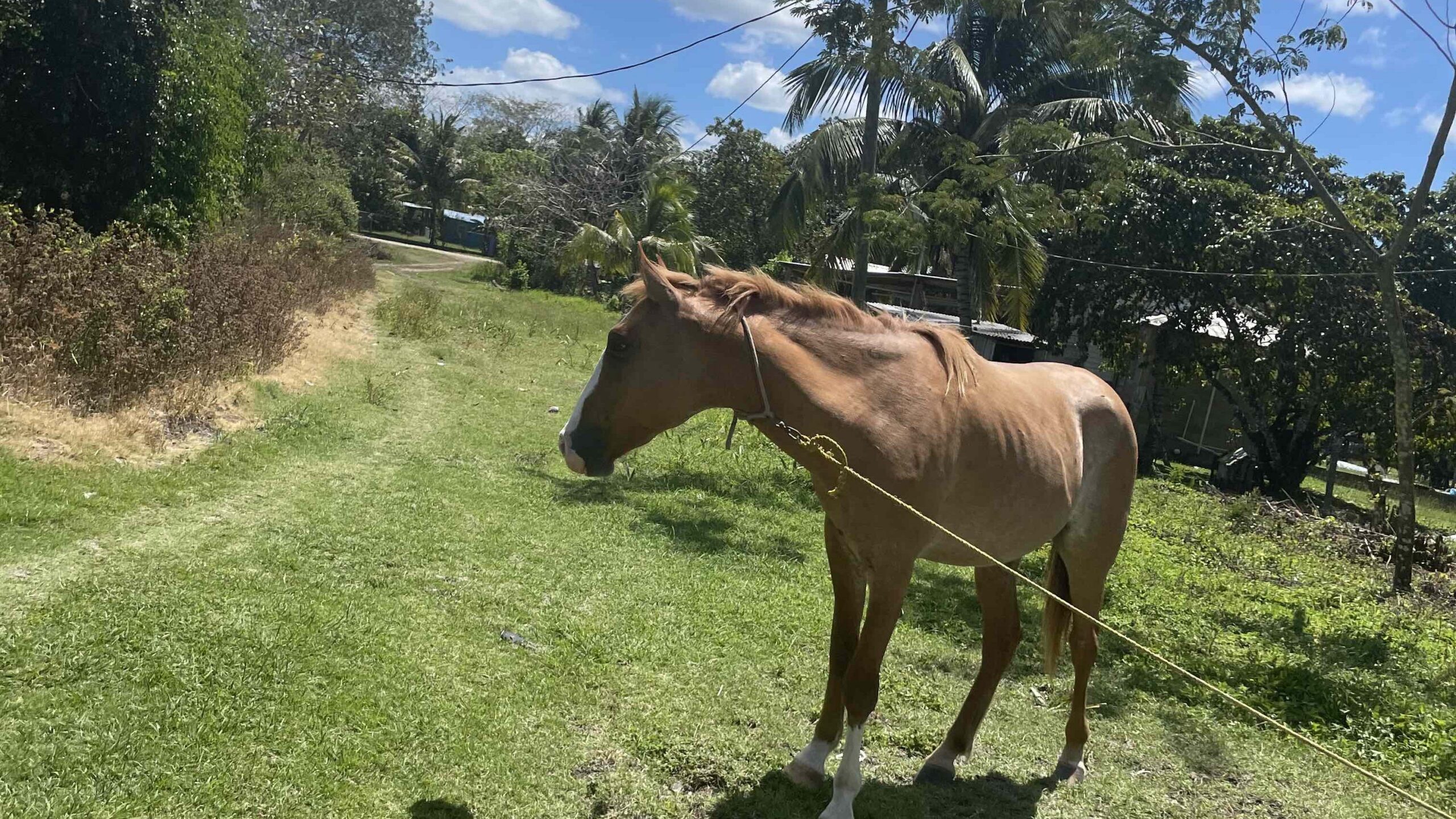 Horse we saw while walking